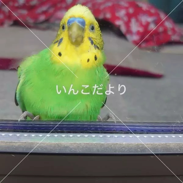 保護鳥の写真