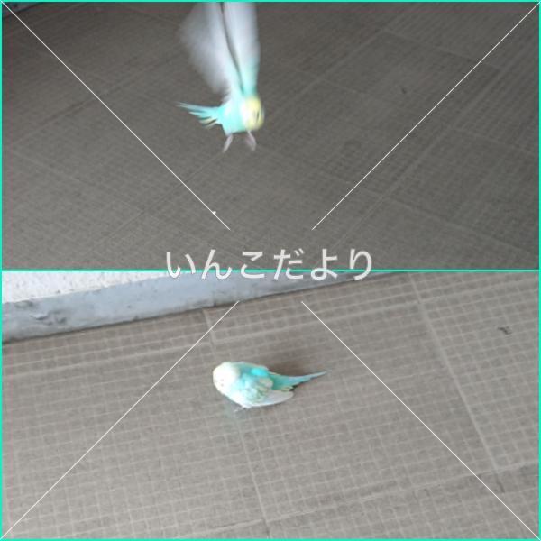 保護鳥の写真