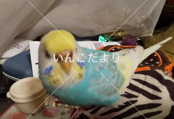 迷い鳥の写真