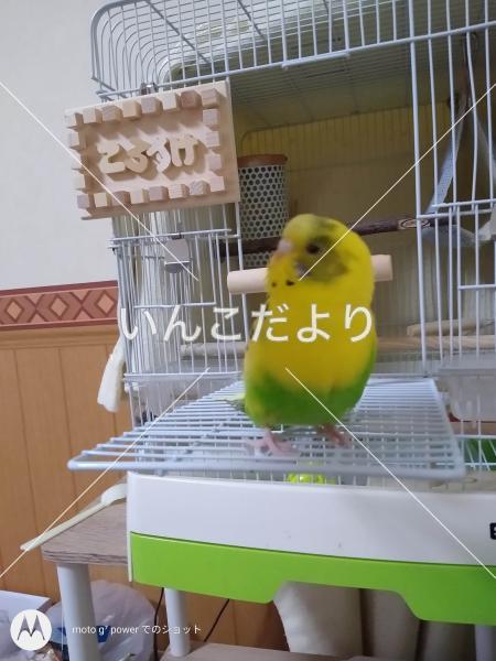 迷い鳥の写真