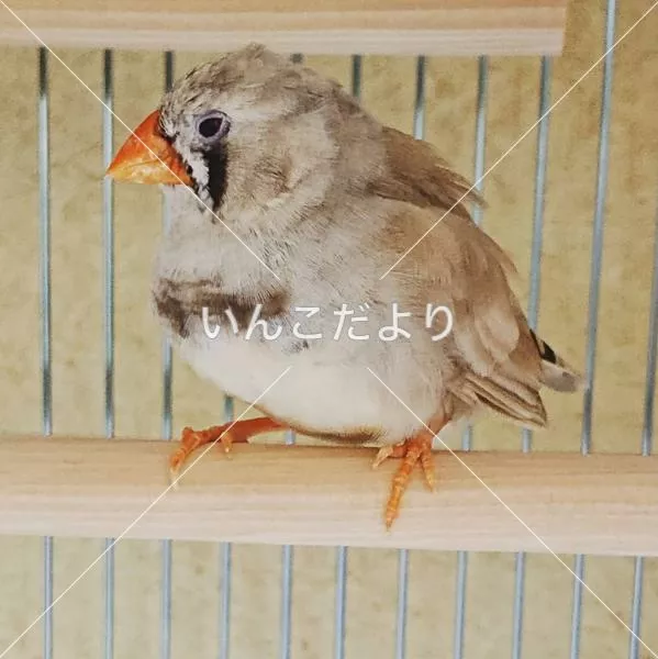 保護鳥の写真