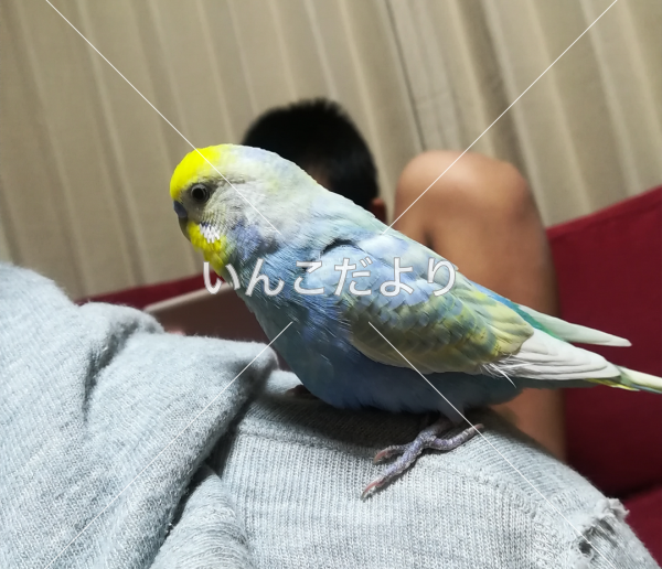 迷い鳥の写真