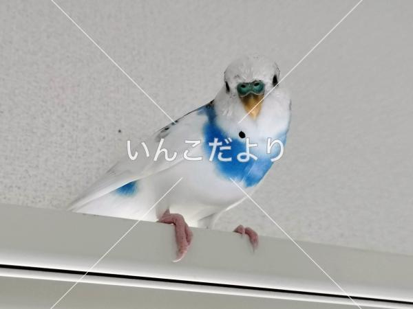 迷い鳥の写真