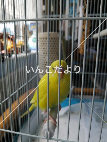 迷い鳥の写真