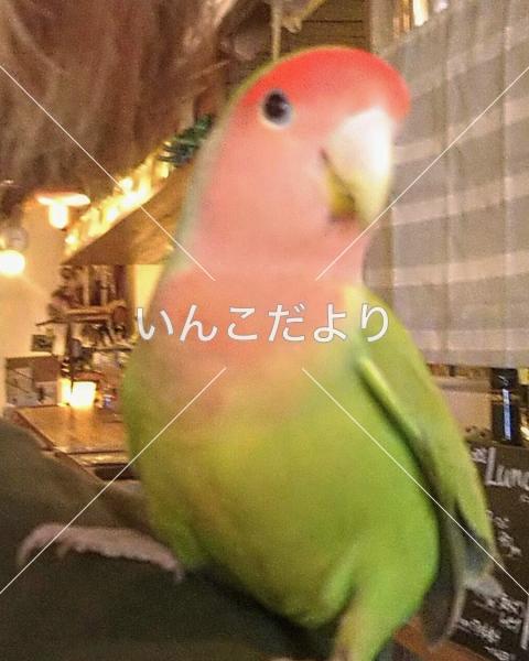 迷い鳥の写真