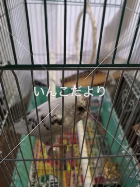 保護鳥の写真
