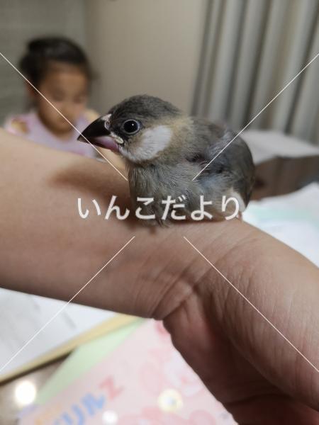迷い鳥の写真