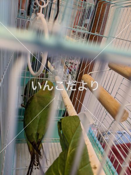 保護鳥の写真