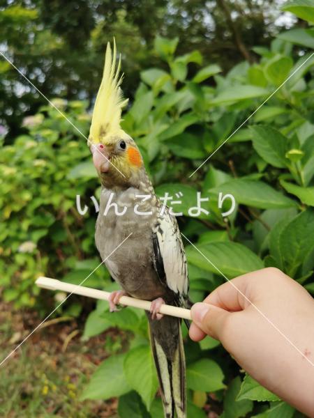 迷い鳥の写真