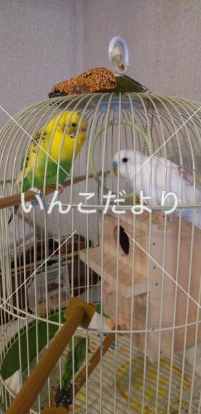 迷い鳥の写真