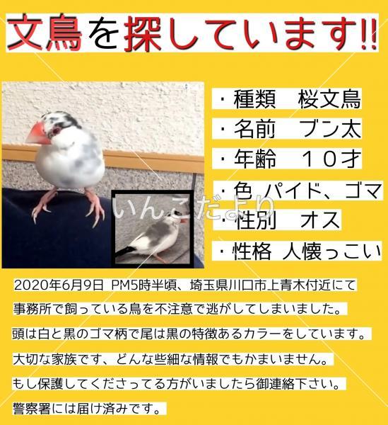 迷い鳥の写真
