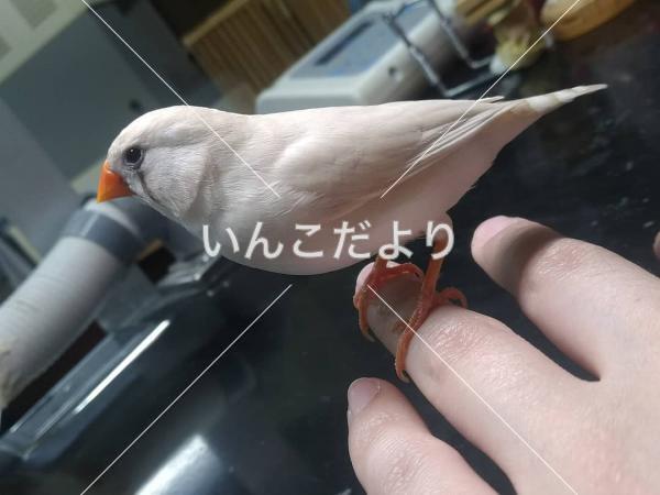 迷い鳥の写真
