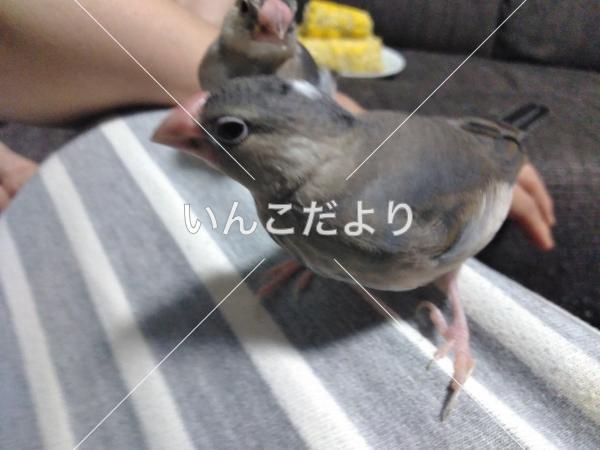 迷い鳥の写真