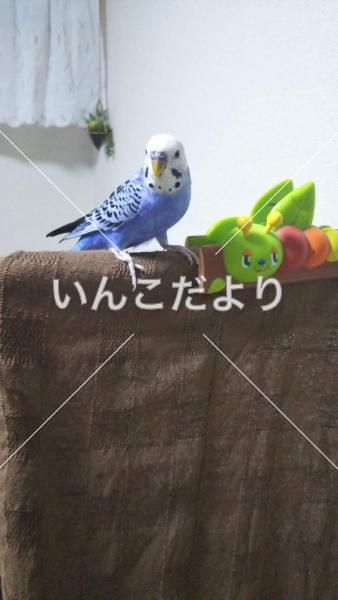 迷い鳥の写真