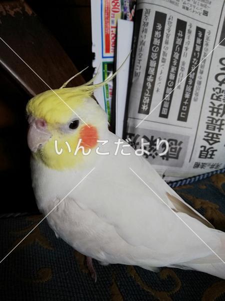 迷い鳥の写真
