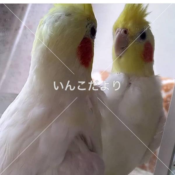 迷い鳥の写真