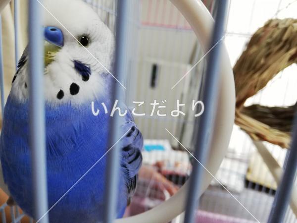 保護鳥の写真