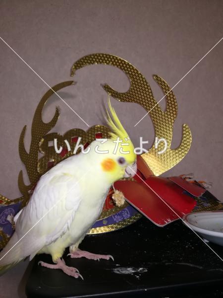 迷い鳥の写真
