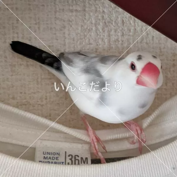迷い鳥の写真