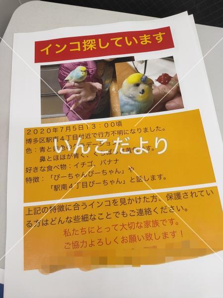 迷い鳥の写真