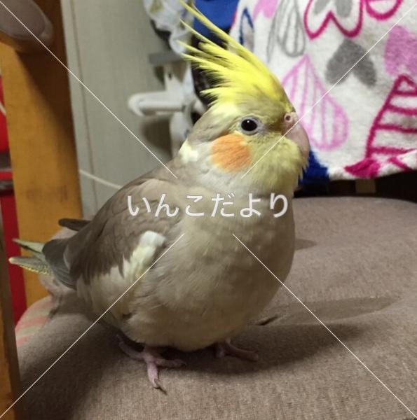迷い鳥の写真
