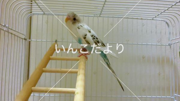 迷い鳥の写真