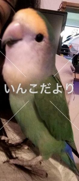 迷い鳥の写真