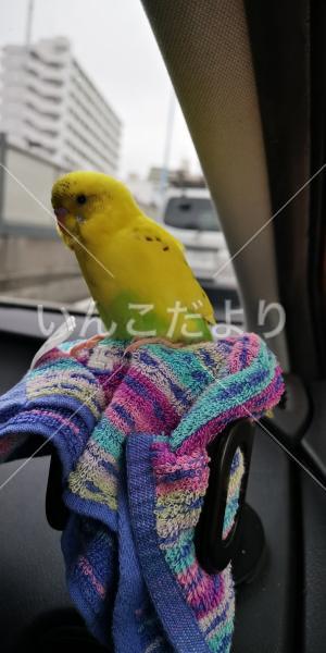 迷い鳥の写真