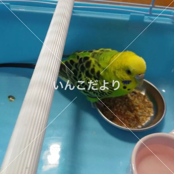 保護鳥の写真