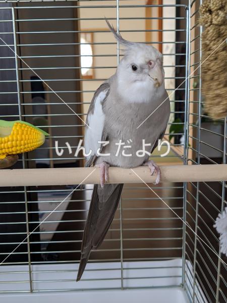 迷い鳥の写真