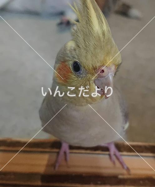 迷い鳥の写真