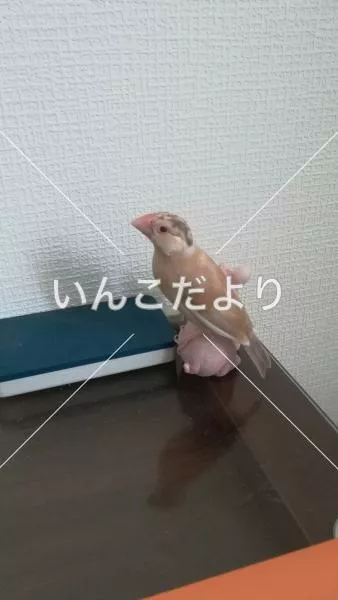 迷い鳥の写真