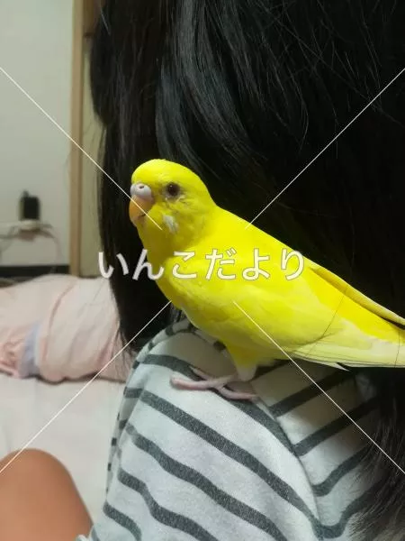 迷い鳥の写真