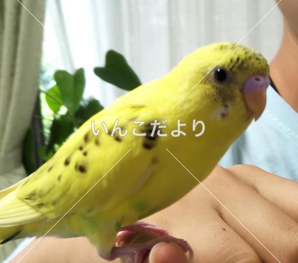 迷い鳥の写真
