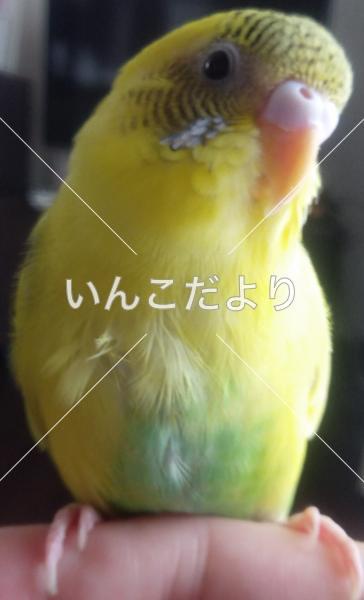 迷い鳥の写真