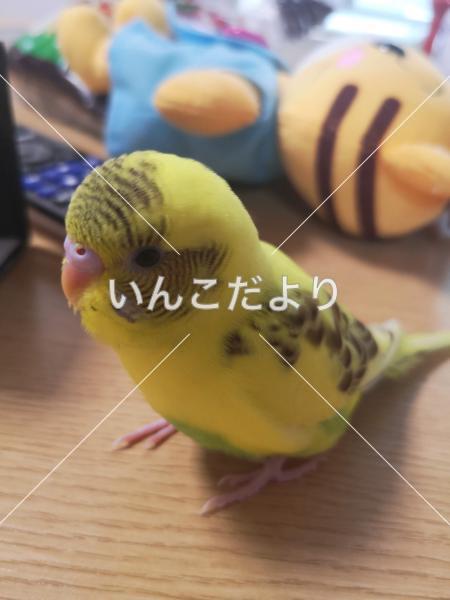 迷い鳥の写真