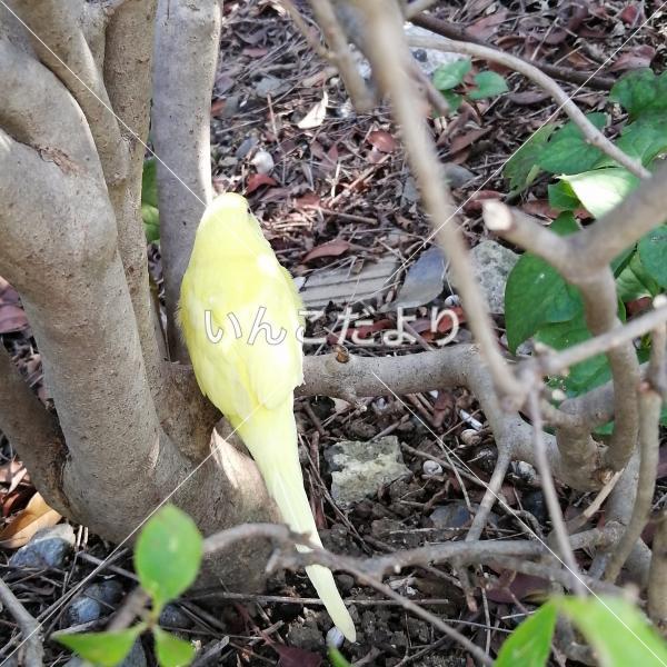 保護鳥の写真
