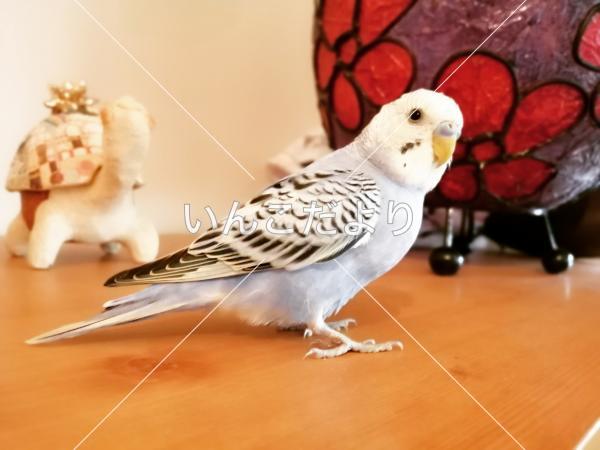 保護鳥の写真