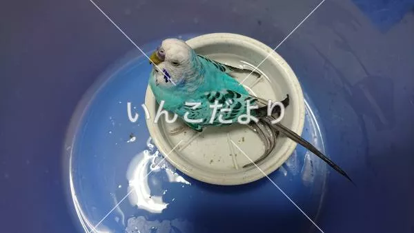 保護鳥の写真