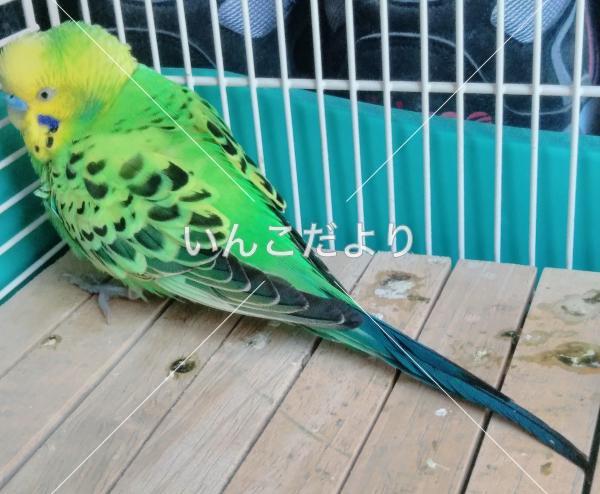 保護鳥の写真