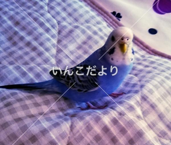 迷い鳥の写真