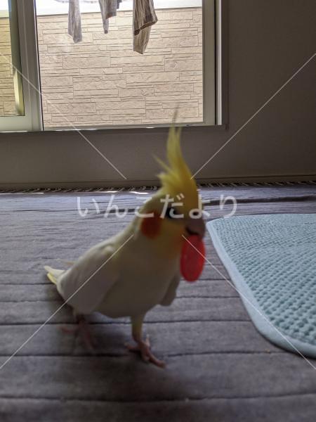 迷い鳥の写真