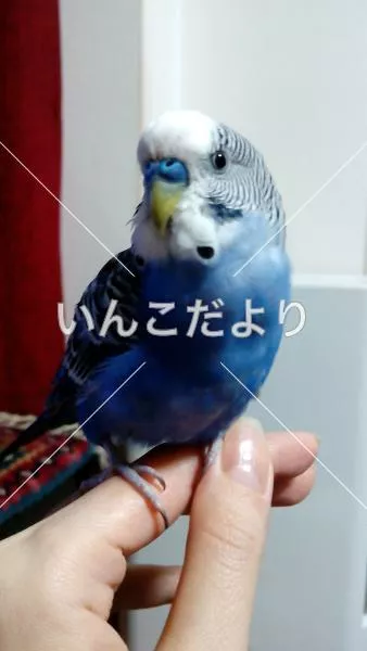保護鳥の写真