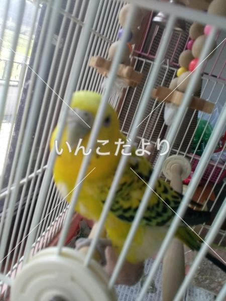 迷い鳥の写真