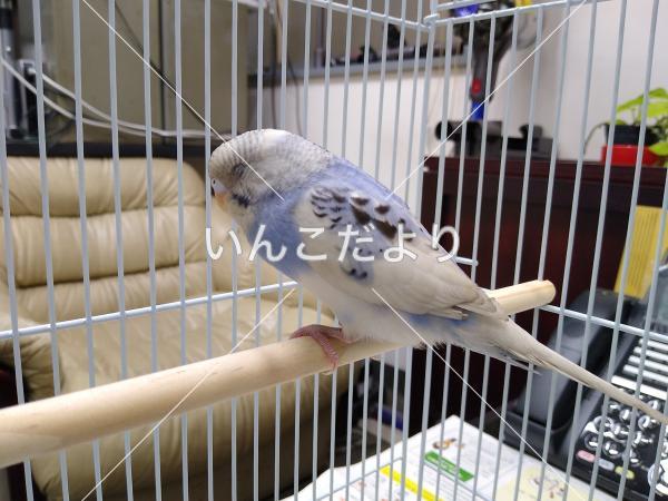 保護鳥の写真