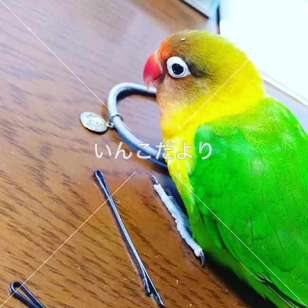 迷い鳥の写真