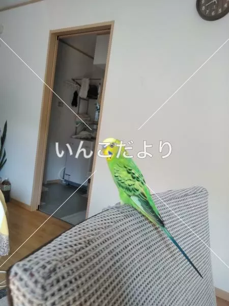 保護鳥の写真
