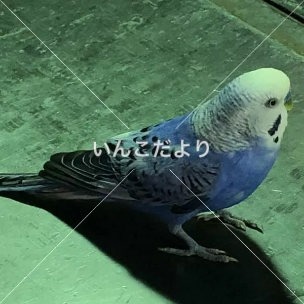 保護鳥の写真