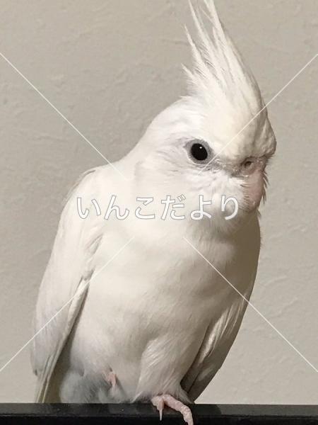 迷い鳥の写真