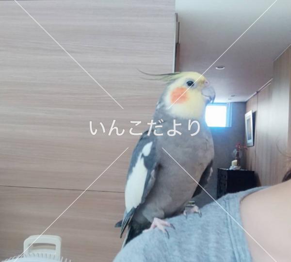 迷い鳥の写真